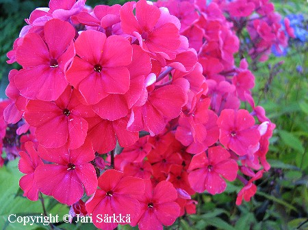 Phlox paniculata 'Kirchenfrst'